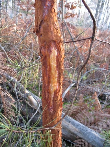 2007 02 Sortie traces 32